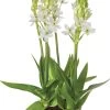 Zuidenwindlelie (Ornithogalum) D 23 H 40 Cm