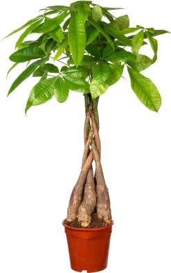 Geldboom (Pachira Aquatica) D 17 H 60 Cm