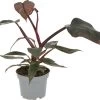Philodendron (Philodendron 'Pink Princess') D 12 H 20 Cm