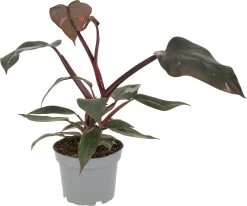 Philodendron (Philodendron 'Pink Princess') D 12 H 20 Cm