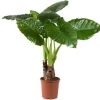 Olifantsoor (Alocasia Macrophylla) D 24 H 130 Cm