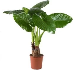 Olifantsoor (Alocasia Macrophylla) D 24 H 130 Cm
