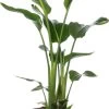 Paradijsvogelplant (Strelitzia Nicolai) D 24 H 80 Cm