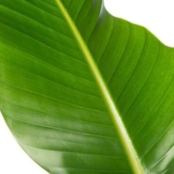 Paradijsvogelplant (Strelitzia Nicolai) D 24 H 80 Cm -Kortingswinkel Voor Kamerplanten 5708869717859 3