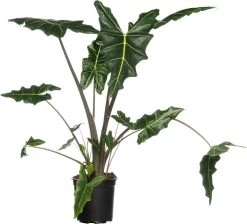 Olifantsoor (Alocasia 'Sarian') D 24 H 90 Cm