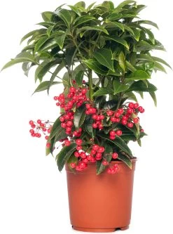 Ardisia (Ardisia Crenata Bos Premium) D 14 H 40 Cm