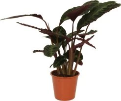 Calathea (Calathea Warscewiczii) D 19 H 75 Cm