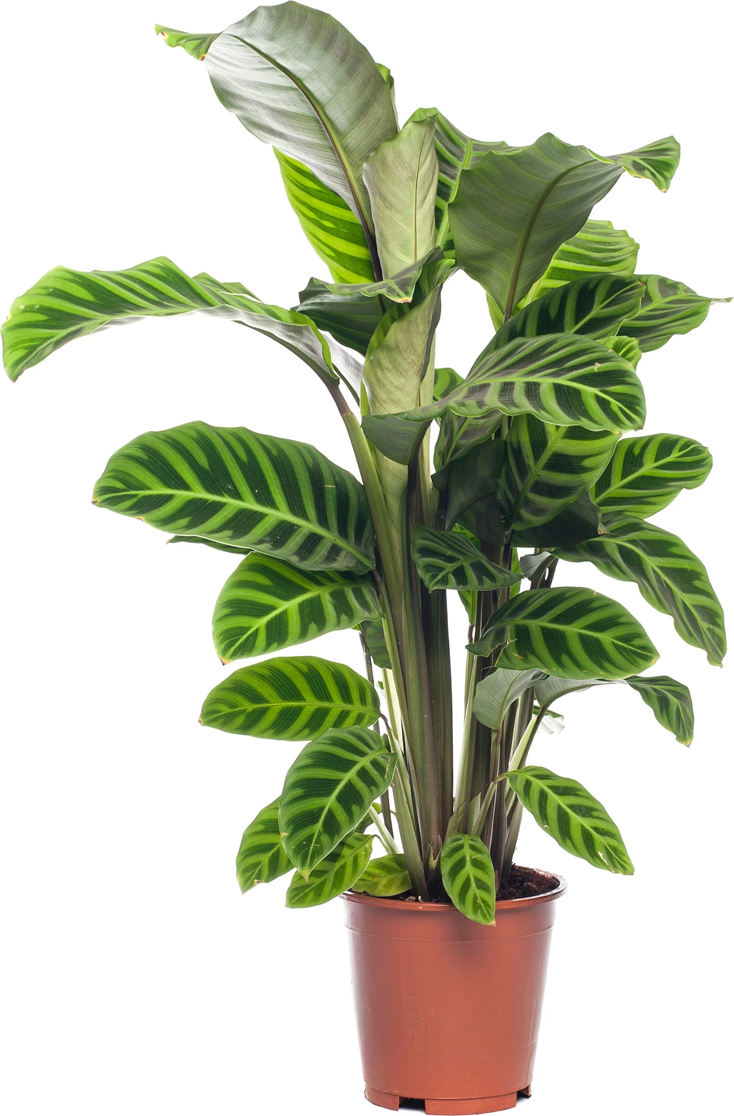 Calathea (Calathea Zebrina) D 19 H 75 Cm 1 Calathea (Calathea Zebrina) D 19 H 75 Cm
