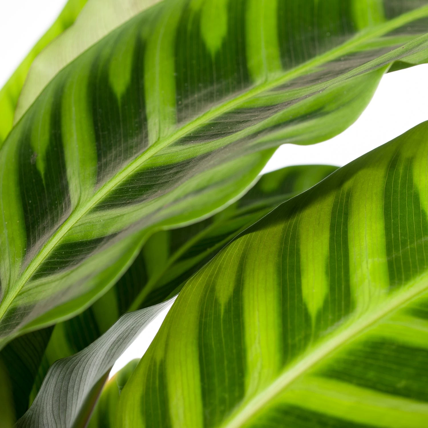 Calathea (Calathea Zebrina) D 19 H 75 Cm 2 Calathea (Calathea Zebrina) D 19 H 75 Cm - Afbeelding 2