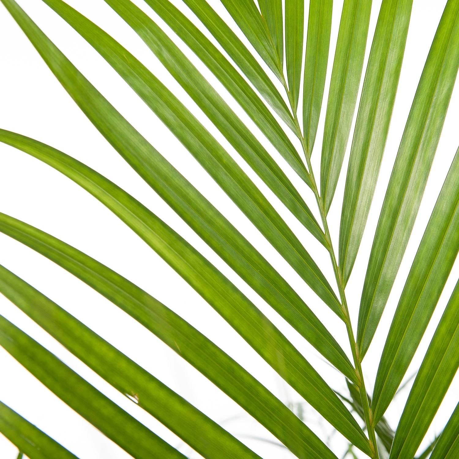 Goudpalm (Dypsis Lutescens) D 27 H 160 Cm 2 Goudpalm (Dypsis Lutescens) D 27 H 160 Cm - Afbeelding 2