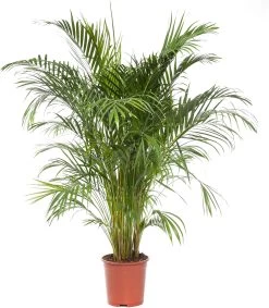 Goudpalm (Dypsis Lutescens) D 27 H 160 Cm