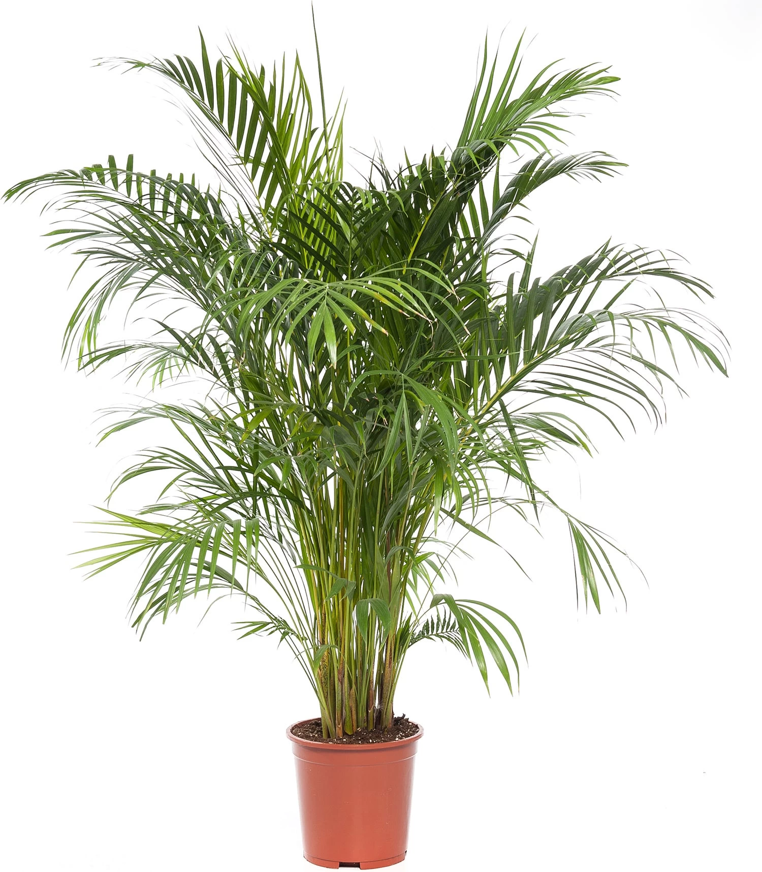 Goudpalm (Dypsis Lutescens) D 27 H 160 Cm 1 Goudpalm (Dypsis Lutescens) D 27 H 160 Cm