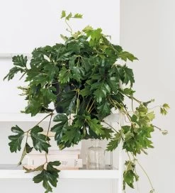 Suikerdruifje (Cissus Rhombifolia) D 17 H 20 Cm