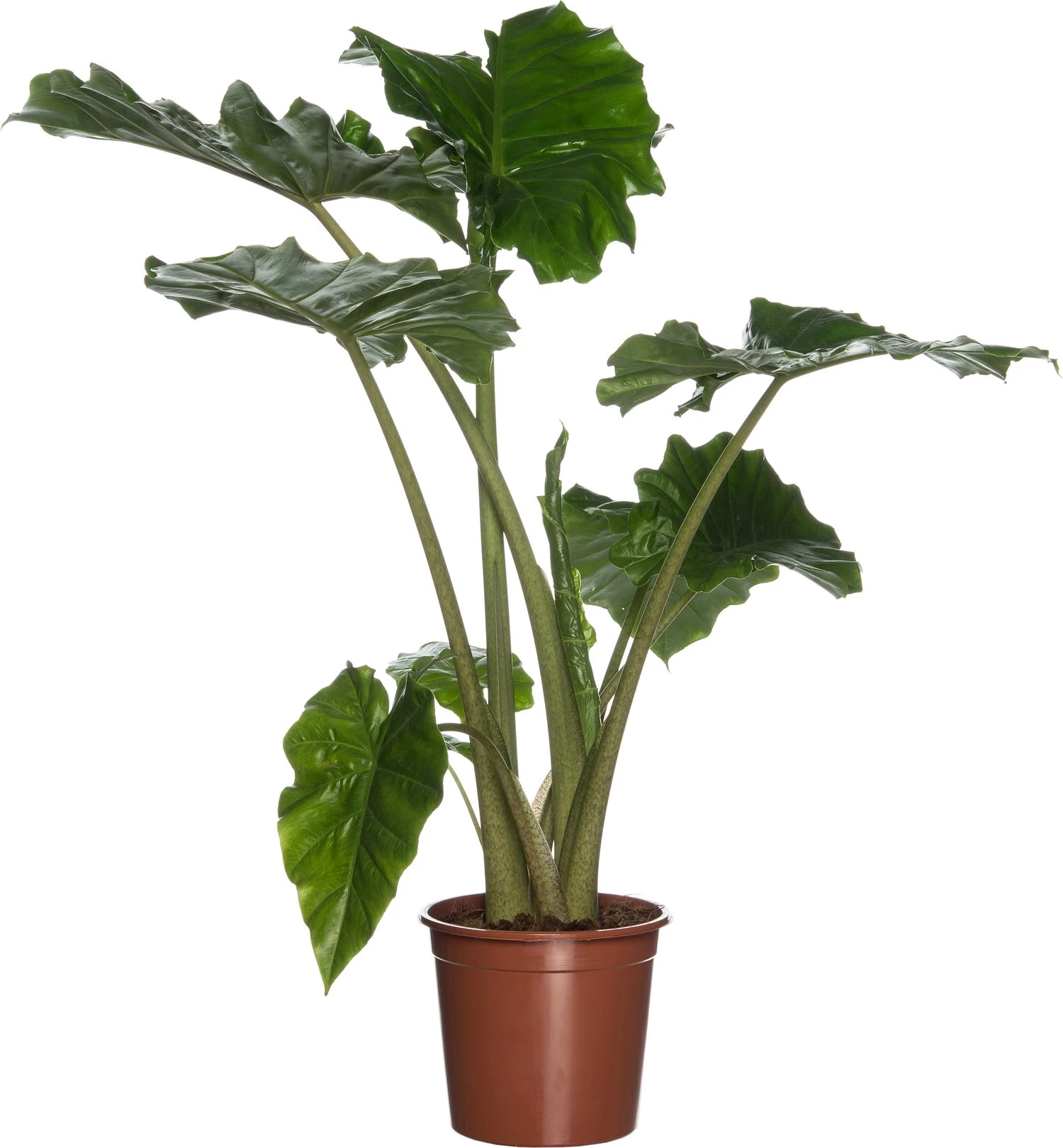 Olifantsoor (Alocasia 'Portodora') D 21 H 80 Cm 1 Olifantsoor (Alocasia 'Portodora') D 21 H 80 Cm