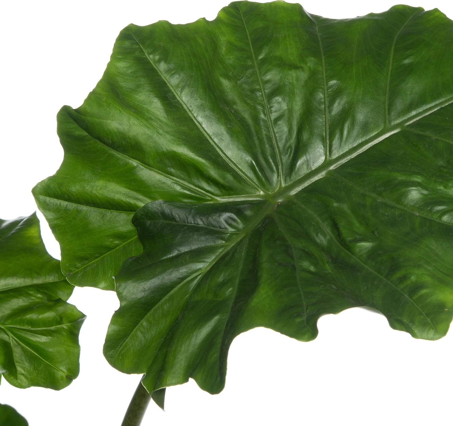 Olifantsoor (Alocasia 'Portodora') D 21 H 80 Cm 2 Olifantsoor (Alocasia 'Portodora') D 21 H 80 Cm - Afbeelding 2