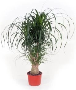 Olifantenpoot (Beaucarnea Recurvata) D 27 H 110 Cm