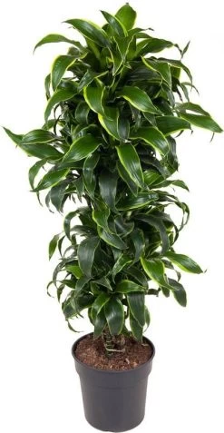 Drakenbloedboom (Dracaena Fragrans (C) 'Dorado') D 31 H 140 Cm