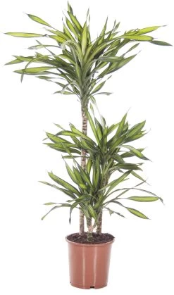Drakenbloedboom (Dracaena Fragrans 'Riki') D 21 H 110 Cm