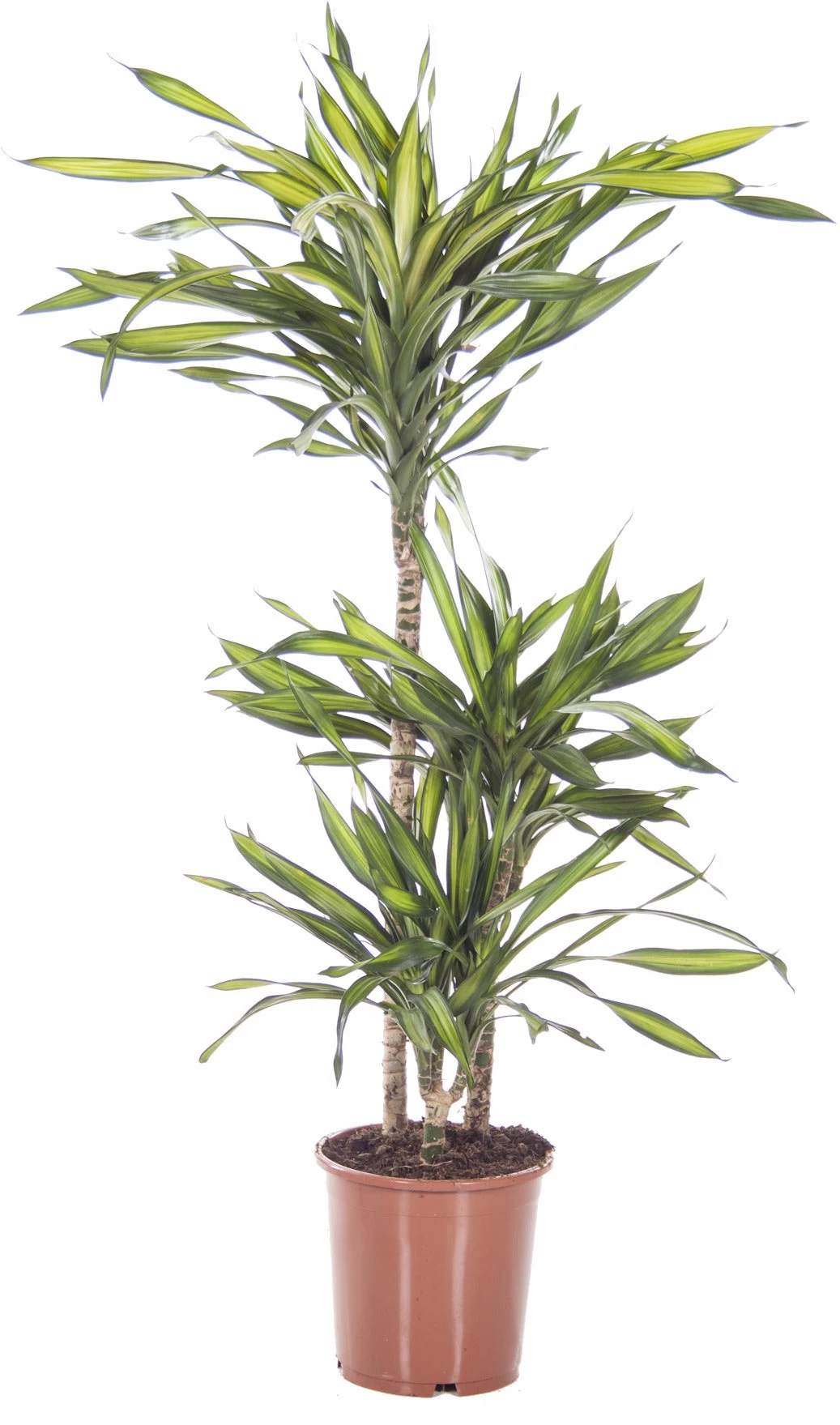 Drakenbloedboom (Dracaena Fragrans 'Riki') D 21 H 110 Cm 1 Drakenbloedboom (Dracaena Fragrans 'Riki') D 21 H 110 Cm