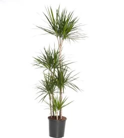 Drakenbloedboom (Dracaena Marginata) D 30 H 185 Cm