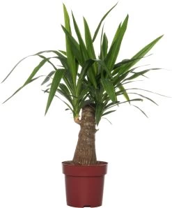 Yucca (Yucca Elephantipes) D 19 H 65 Cm