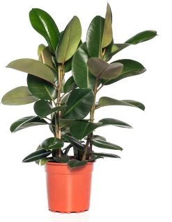 Rubberboom (Ficus Elastica 'Robusta') D 24 H 85 Cm