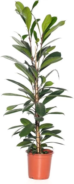 Groene Vijg (Ficus Cyathistipula) D 21 H 100 Cm