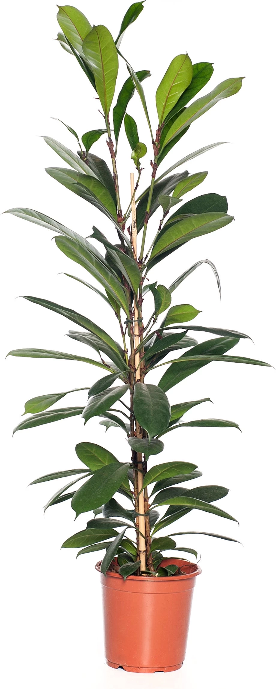 Groene Vijg (Ficus Cyathistipula) D 21 H 100 Cm 1 Groene Vijg (Ficus Cyathistipula) D 21 H 100 Cm