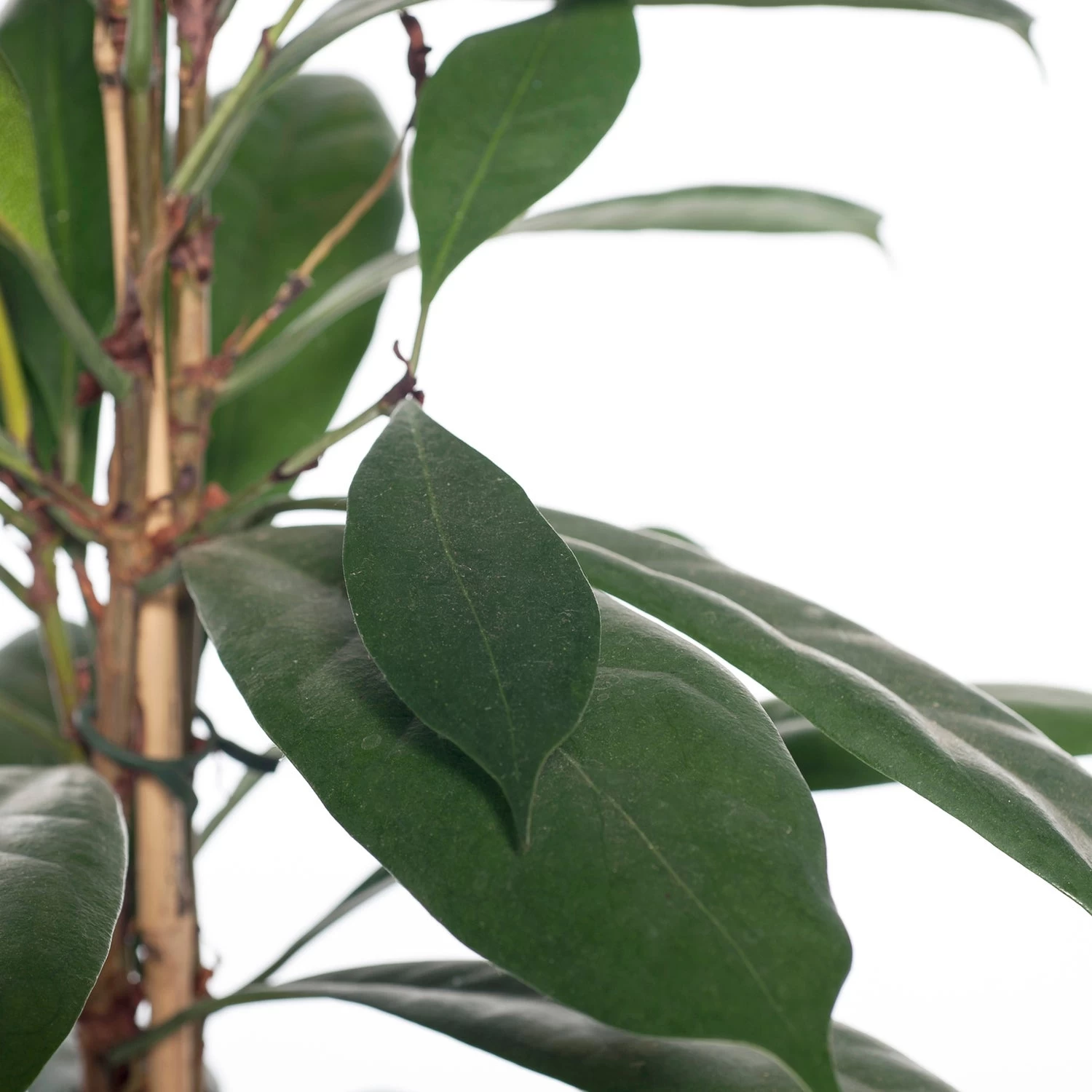 Groene Vijg (Ficus Cyathistipula) D 21 H 100 Cm 2 Groene Vijg (Ficus Cyathistipula) D 21 H 100 Cm - Afbeelding 2