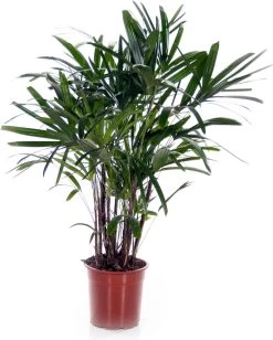 Bamboepalm (Rhapis Excelsa) D 24 H 110 Cm