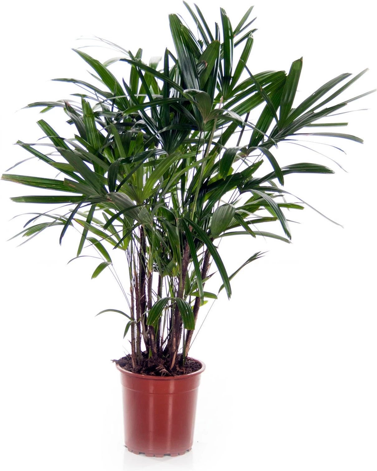 Bamboepalm (Rhapis Excelsa) D 24 H 110 Cm 1 Bamboepalm (Rhapis Excelsa) D 24 H 110 Cm