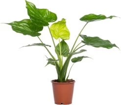 Olifantsoor (Alocasia Cucullata) D 19 H 70 Cm