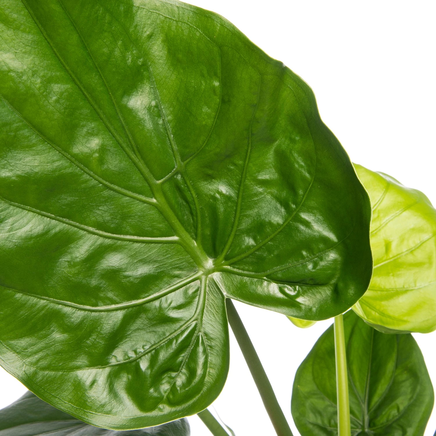 Olifantsoor (Alocasia Cucullata) D 19 H 70 Cm 2 Olifantsoor (Alocasia Cucullata) D 19 H 70 Cm - Afbeelding 2