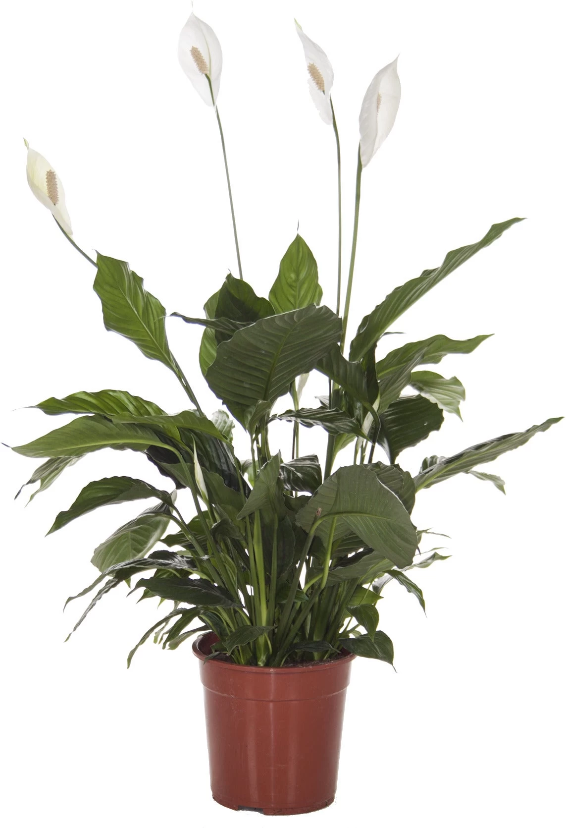 Lepelplant (Spathiphyllum Alfetta) D 24 H 90 Cm 1 Lepelplant (Spathiphyllum Alfetta) D 24 H 90 Cm