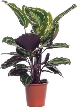 Calathea (Calathea 'Medallion') D 19 H 70 Cm
