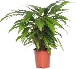 Calathea (Calathea Rufibarba 'Tropistar') D 21 H 100 Cm