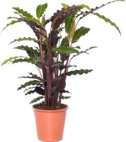 Calathea (Calathea Rufibarba 'Wavestar') D 21 H 105 Cm