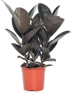 Rubberboom (Ficus Elastica 'Abidjan') D 19 H 55 Cm