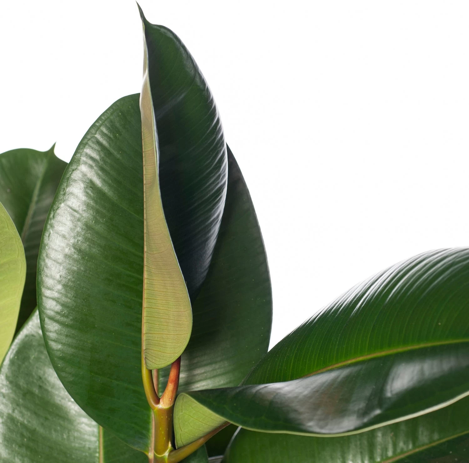 Rubberboom (Ficus Elastica 'Robusta') D 27 H 90 Cm 2 Rubberboom (Ficus Elastica 'Robusta') D 27 H 90 Cm - Afbeelding 2