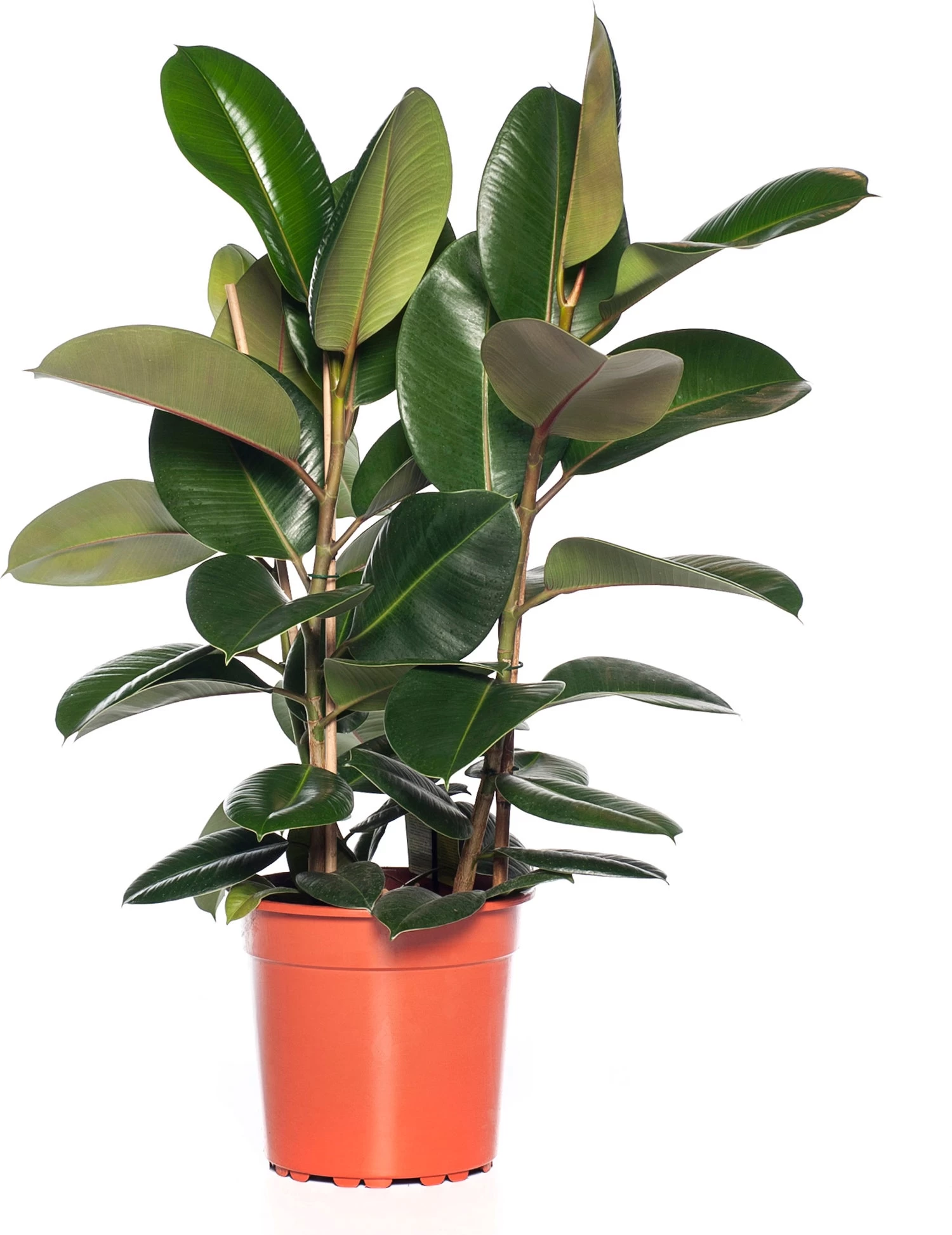 Rubberboom (Ficus Elastica 'Robusta') D 27 H 90 Cm 1 Rubberboom (Ficus Elastica 'Robusta') D 27 H 90 Cm