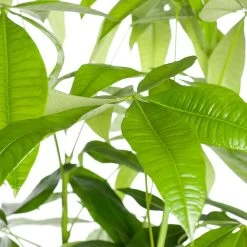 Geldboom (Pachira Aquatica) D 29 H 150 Cm 5 Geldboom (Pachira Aquatica) D 29 H 150 Cm -Kortingswinkel Voor Kamerplanten 8717263109891 3