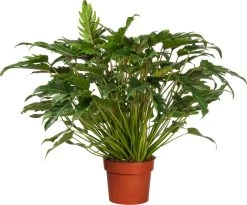 Philodendron (Philodendron 'Xanadu') D 21 H 65 Cm