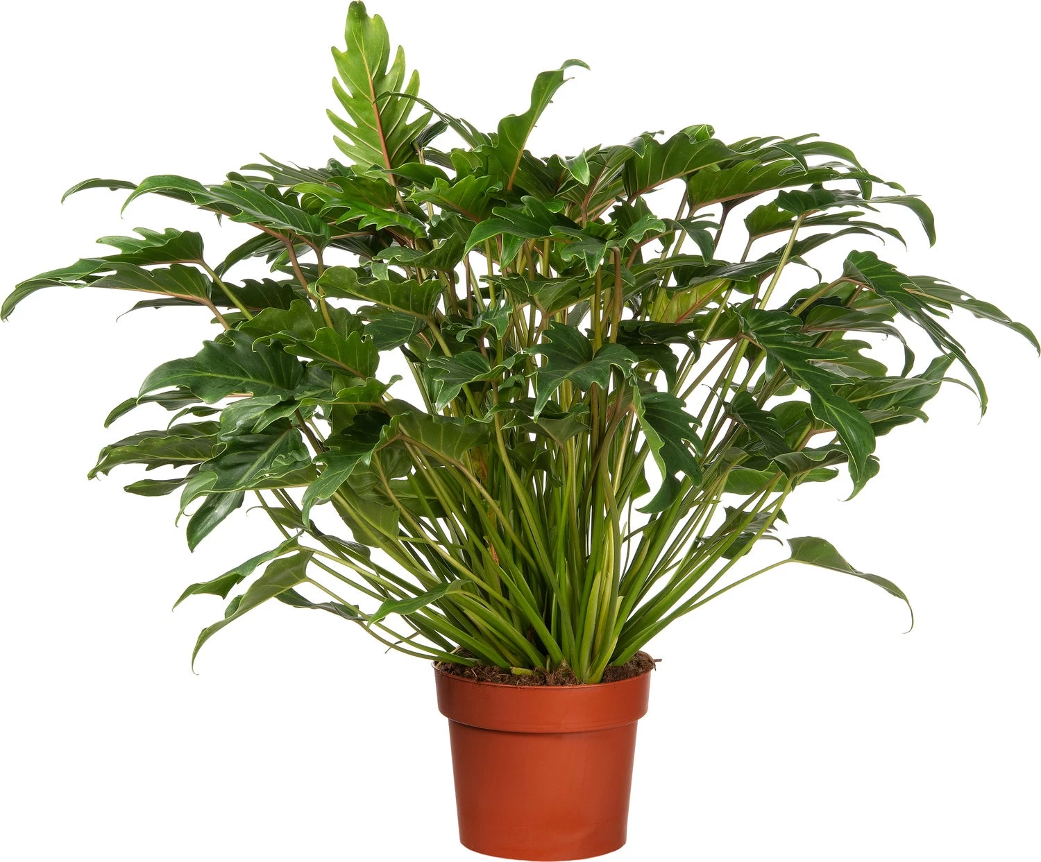 Philodendron (Philodendron 'Xanadu') D 21 H 65 Cm 1 Philodendron (Philodendron 'Xanadu') D 21 H 65 Cm