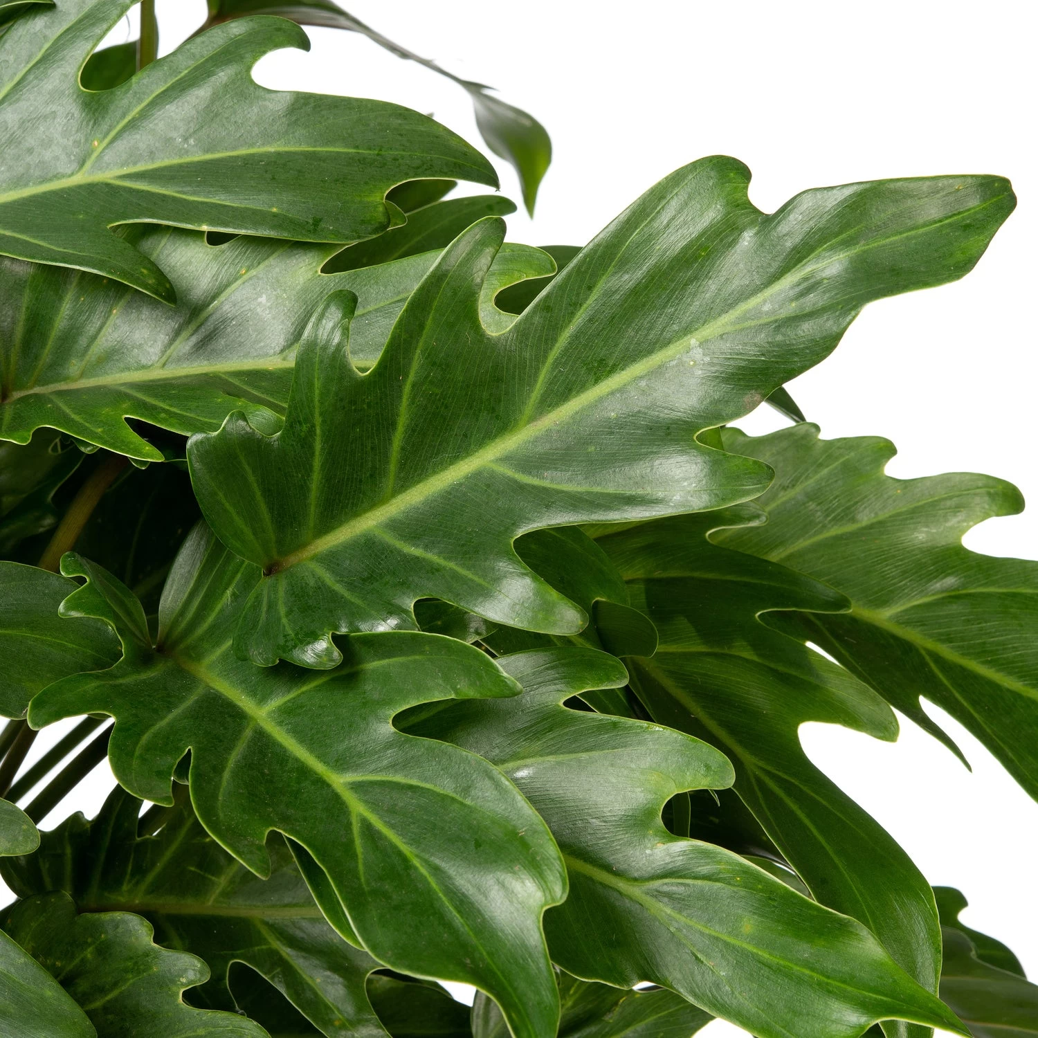 Philodendron (Philodendron 'Xanadu') D 21 H 65 Cm 2 Philodendron (Philodendron 'Xanadu') D 21 H 65 Cm - Afbeelding 2