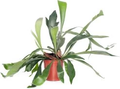 Hertshoornvaren (Platycerium Bifurcatum) D 21 H 55 Cm