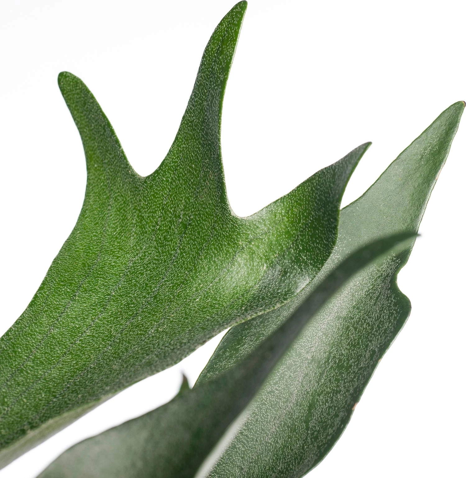 Hertshoornvaren (Platycerium Bifurcatum) D 21 H 55 Cm 2 Hertshoornvaren (Platycerium Bifurcatum) D 21 H 55 Cm - Afbeelding 2