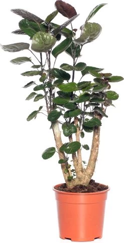 Aralia (Polyscias 'Fabian') D 19 H 65 Cm