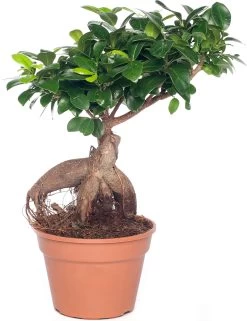 Chinese Vijg (Ficus Microcarpa 'Ginseng') D 17 H 40 Cm