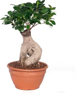 Chinese Vijg Brede Stam (Ficus Microcarpa 'Ginseng') D 22 H 50 Cm