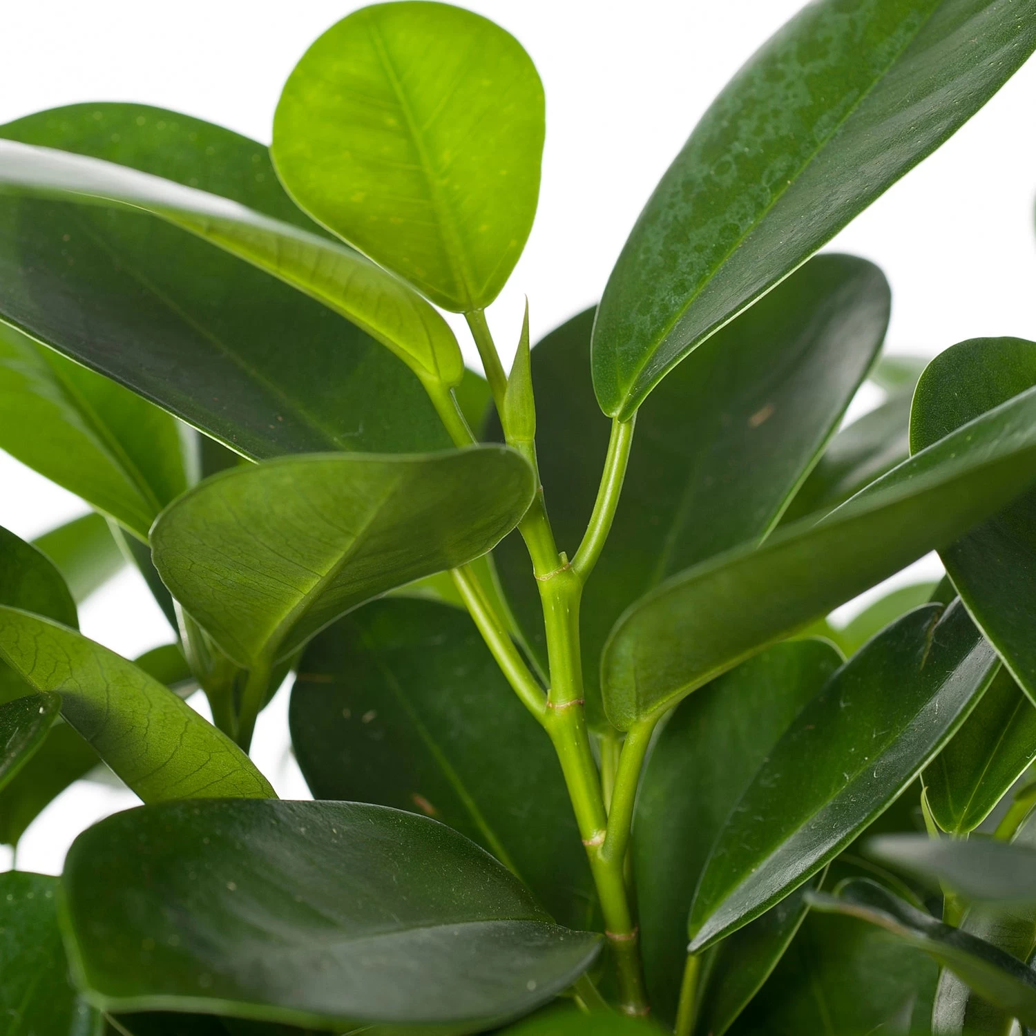 Vijgenboom (Ficus Microcarpa 'Moclame') D 17 H 60 Cm 2 Vijgenboom (Ficus Microcarpa 'Moclame') D 17 H 60 Cm - Afbeelding 2